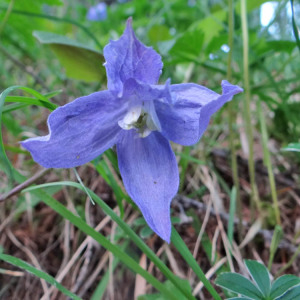 Photographie n°2415119 du taxon Clematis alpina (L.) Mill. [1768]