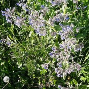 Photographie n°2415168 du taxon Borago officinalis L.