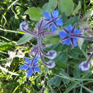 Photographie n°2415170 du taxon Borago officinalis L.