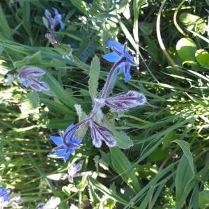 Photographie n°2415171 du taxon Borago officinalis L.