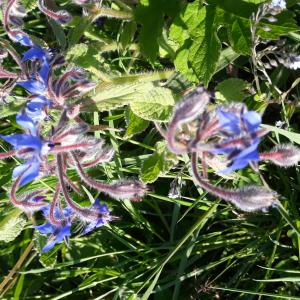 Photographie n°2415173 du taxon Borago officinalis L.