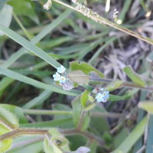 Photographie n°2415188 du taxon Myosotis arvensis Hill