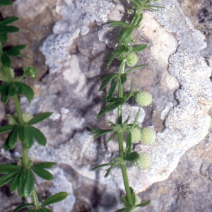  - Galium verrucosum Huds. [1767]