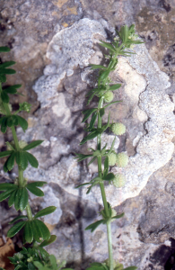 Liliane Roubaudi, le 19 avril 2004 (San Vito Lo Capo)