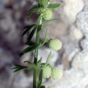  - Galium verrucosum Huds. [1767]