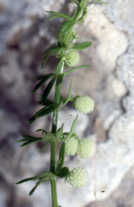 Liliane Roubaudi, le 19 avril 2004 (San Vito Lo Capo)