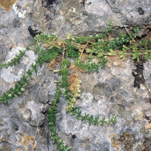  - Galium verrucosum Huds. [1767]