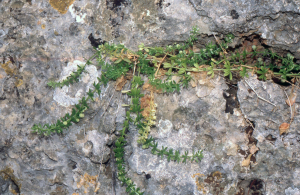 Liliane Roubaudi, le 19 avril 2004 (San Vito Lo Capo)