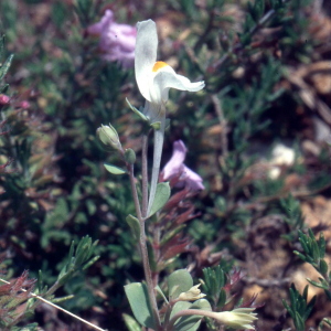  - Linaria reflexa (L.) Desf. [1799]