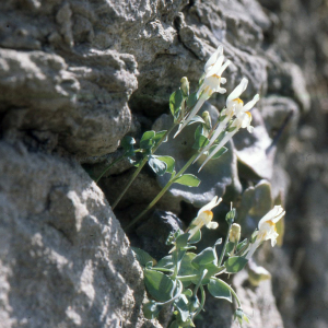  - Linaria reflexa (L.) Desf. [1799]