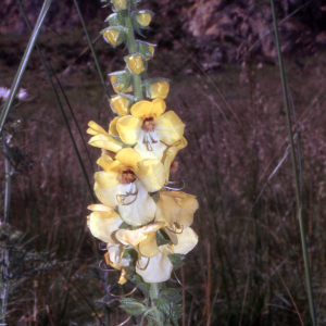 Verbascum creticum (L.) Kuntze (Molène de Crète)