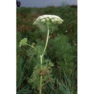 Visnaga crinita (Guss.) Giardina & Raimondo