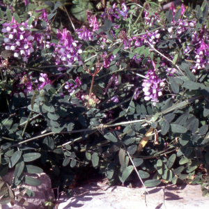 Photographie n°2415240 du taxon Vicia villosa subsp. varia (Host) Corb. [1894]