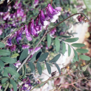 Photographie n°2415241 du taxon Vicia villosa subsp. varia (Host) Corb. [1894]