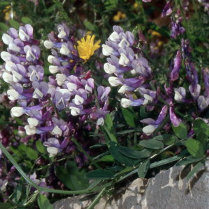 Photographie n°2415242 du taxon Vicia villosa subsp. varia (Host) Corb. [1894]