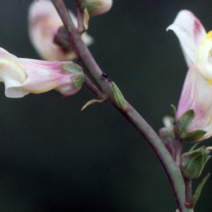 Antirrhinum majus subsp. ruscinonensis (Debeaux) Bonnier & Layens (Muflier de Sicile)