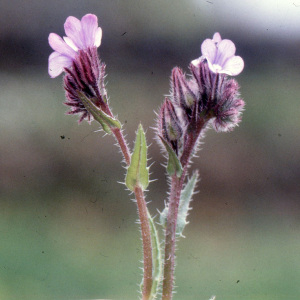Anchusella variegata (L.) Bigazzi, E.Nardi & Selvi