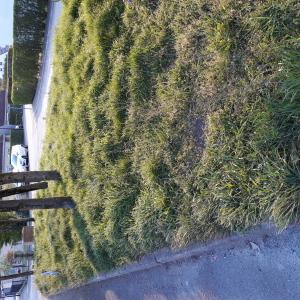 Photographie n°2415436 du taxon Poaceae