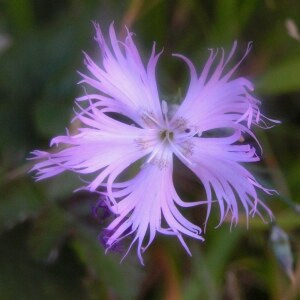  - Dianthus hyssopifolius subsp. hyssopifolius