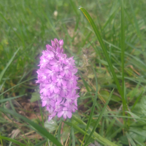 Photographie n°2415529 du taxon Anacamptis pyramidalis var. pyramidalis