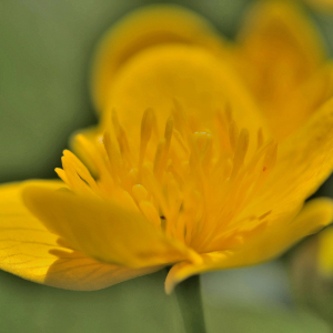 Photographie n°2415573 du taxon Caltha palustris L. [1753]