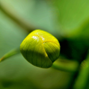 Photographie n°2415574 du taxon Caltha palustris L. [1753]