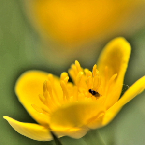 Photographie n°2415576 du taxon Caltha palustris L. [1753]