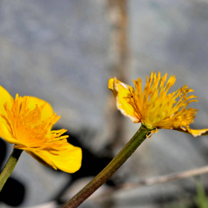 Photographie n°2415578 du taxon Caltha palustris L. [1753]