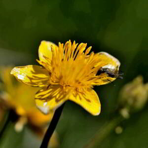 Photographie n°2415581 du taxon Caltha palustris L. [1753]