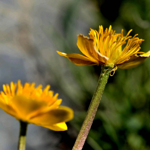 Photographie n°2415582 du taxon Caltha palustris L. [1753]