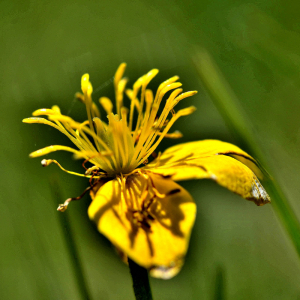 Photographie n°2415584 du taxon Caltha palustris L. [1753]