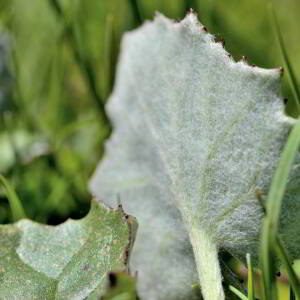 Photographie n°2415586 du taxon Caltha palustris L. [1753]