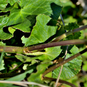 Photographie n°2415587 du taxon Caltha palustris L. [1753]