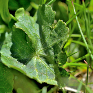 Photographie n°2415588 du taxon Caltha palustris L. [1753]