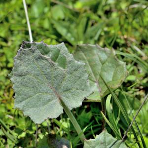 Photographie n°2415589 du taxon Caltha palustris L. [1753]