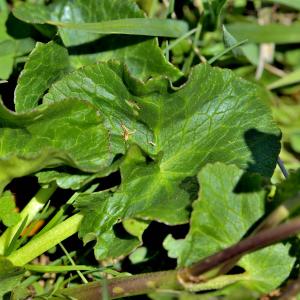 Photographie n°2415590 du taxon Caltha palustris L. [1753]