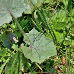 Photographie n°2415591 du taxon Caltha palustris L. [1753]