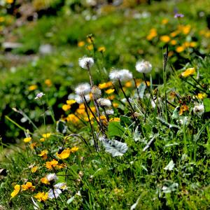 Photographie n°2415592 du taxon Caltha palustris L. [1753]