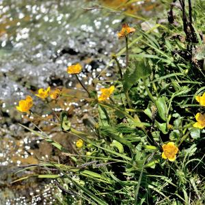 Photographie n°2415594 du taxon Caltha palustris L. [1753]