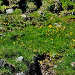 Photographie n°2415597 du taxon Caltha palustris L. [1753]