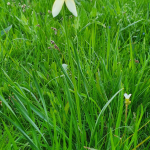 Photographie n°2415599 du taxon Narcissus poeticus L.