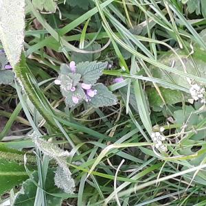 Photographie n°2415645 du taxon Lamium purpureum L.