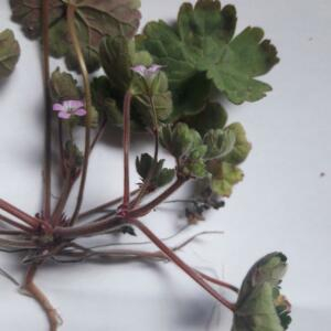 Photographie n°2415727 du taxon Geranium rotundifolium L.