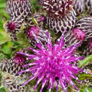 Photographie n°2415798 du taxon Cirsium palustre (L.) Scop.