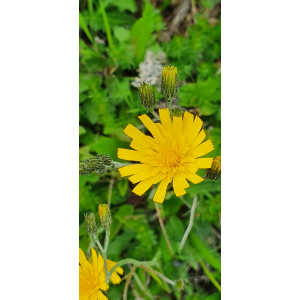 Hieracium murorum subsp. neosparsum Zahn (Épervière à feuilles oblongues)