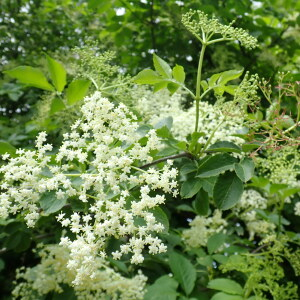 Photographie n°2415844 du taxon Sambucus nigra L. [1753]