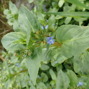 Photographie n°2415845 du taxon Veronica beccabunga subsp. beccabunga