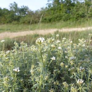 Photographie n°2415887 du taxon Dorycnium pentaphyllum Scop. [1772]