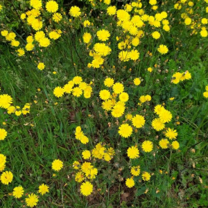 Photographie n°2415948 du taxon Crepis sancta (L.) Bornm. [1913]