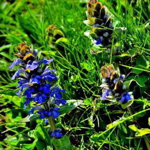 Photographie n°2415995 du taxon Ajuga reptans L. [1753]